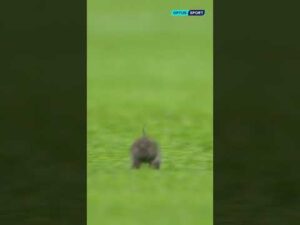 PITCH INVADER at the Etihad 🐭  #shorts  #premierleague